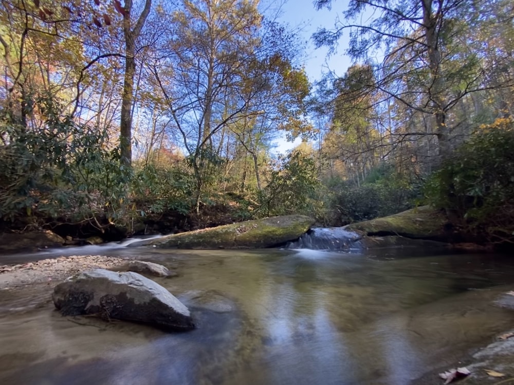 river between trees during daytime