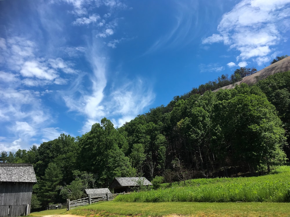 green trees under blue sky during daytime