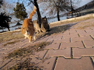 A group of three cats is walking along a paved pathway with sparse grass patches. The foreground features a ginger cat looking directly at the camera, followed by two tabby cats. In the background, there are leafless trees and a tranquil body of water with gazebos and a distant shoreline.