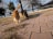A group of three cats is walking along a paved pathway with sparse grass patches. The foreground features a ginger cat looking directly at the camera, followed by two tabby cats. In the background, there are leafless trees and a tranquil body of water with gazebos and a distant shoreline.