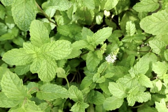 Close-up of fresh patchouli leaves being distilled in traditional copper stills.