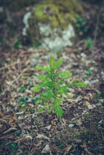 A young evergreen tree is growing in a forest environment. The ground is covered with dry leaves and small patches of moss, providing a natural setting. In the background, a large rock partially covered with moss is visible, enhancing the natural and serene atmosphere.