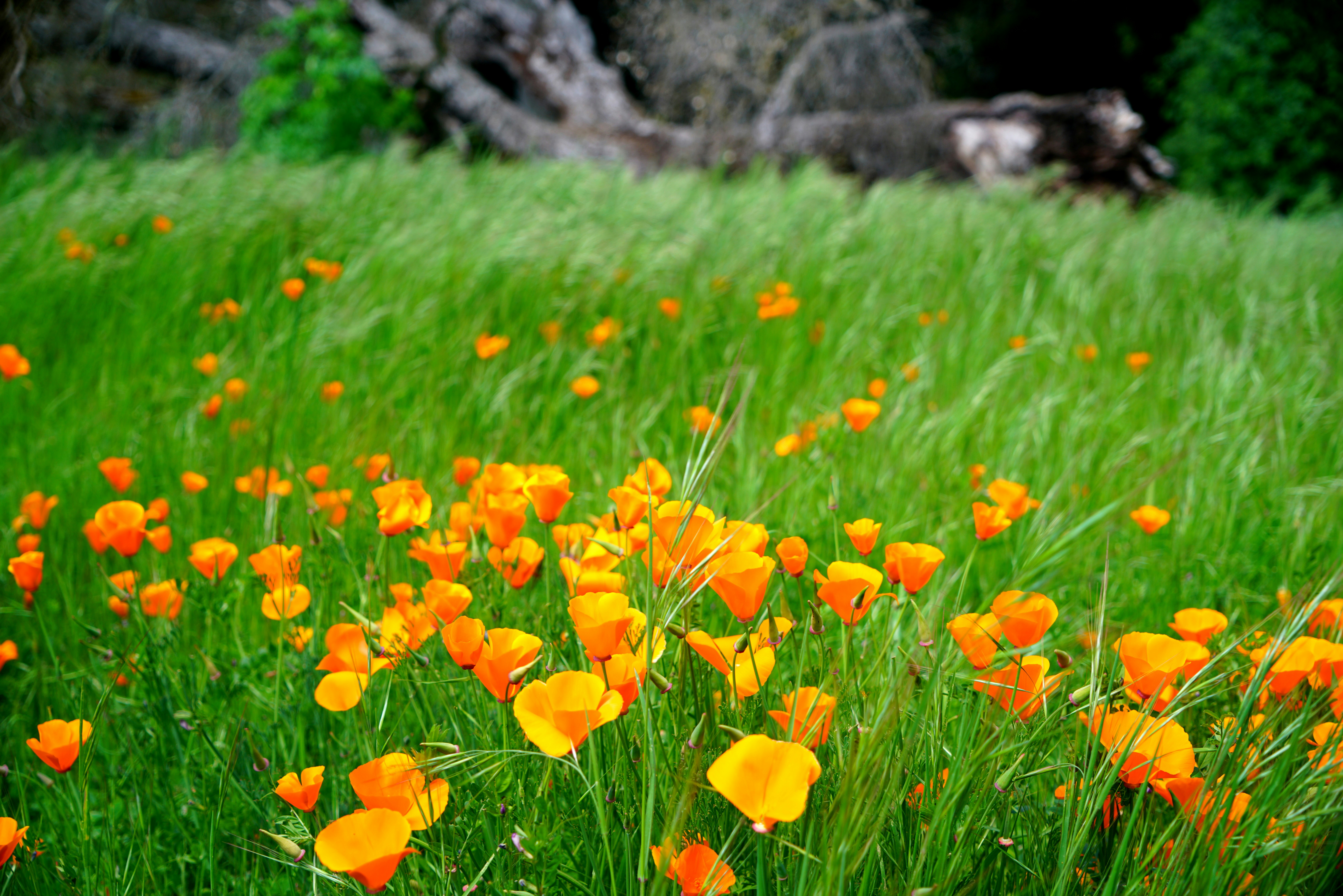 a field full of orange flowers and green grass