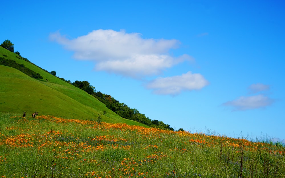 a grassy hill with yellow flowers and a blue sky