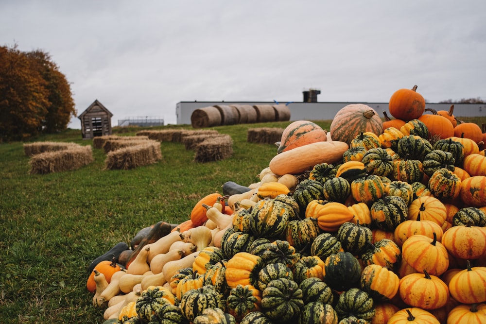 a pile of pumpkins and gourds in a field