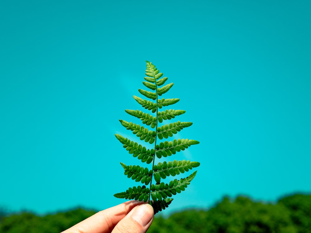 person holding green leaf during daytime