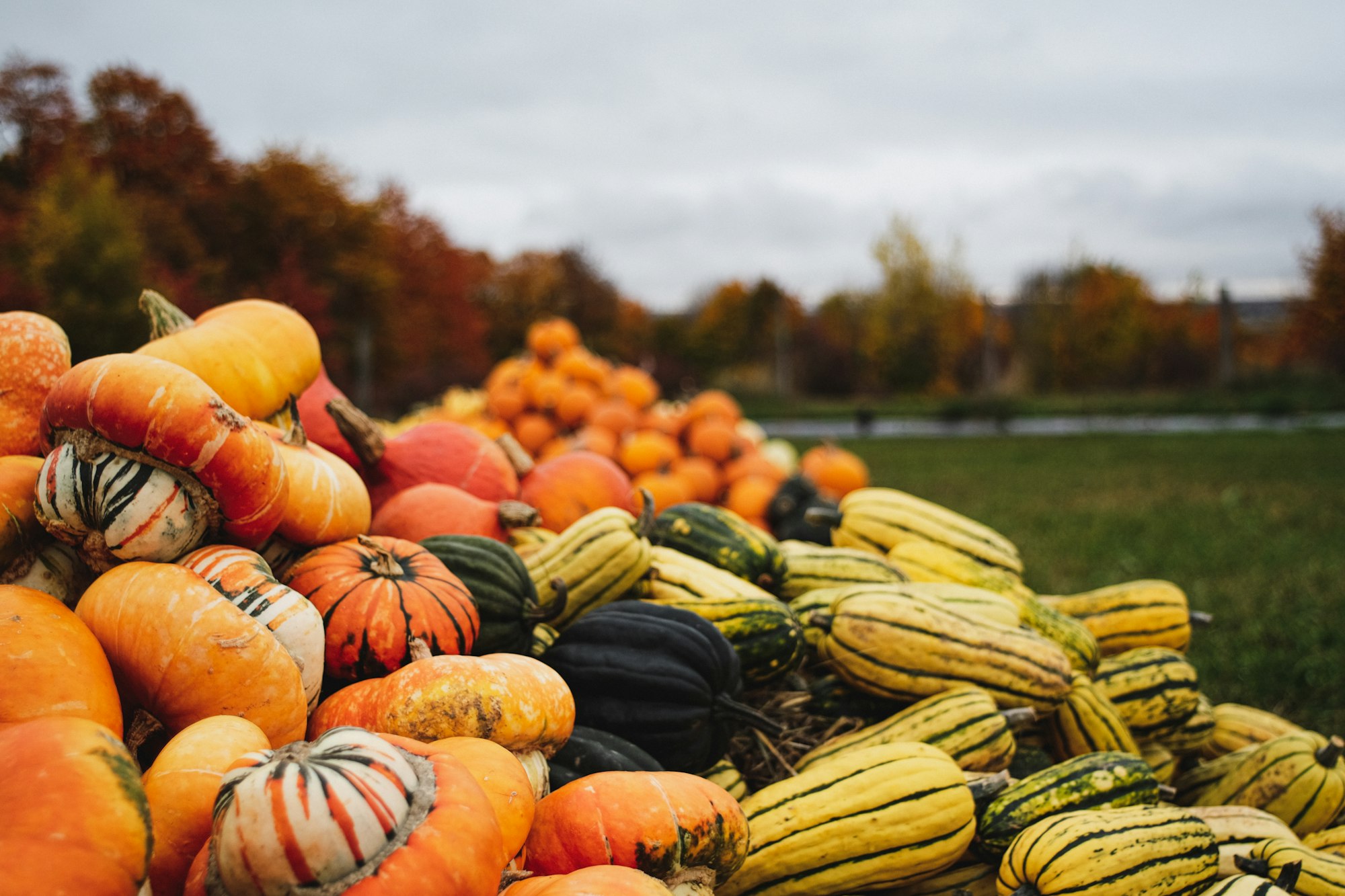 Cucurbits at a farm