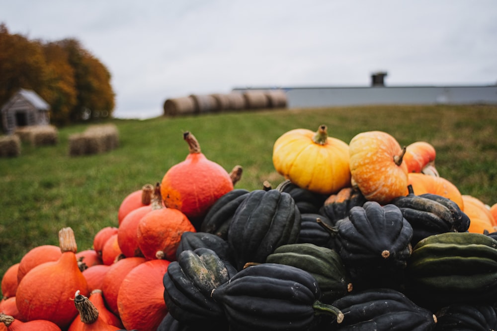 orange and green pumpkins on green grass field during daytime