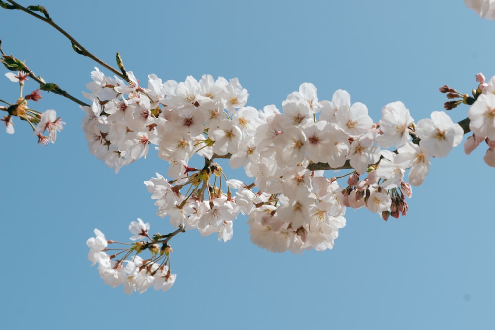 white cherry blossom in bloom during daytime