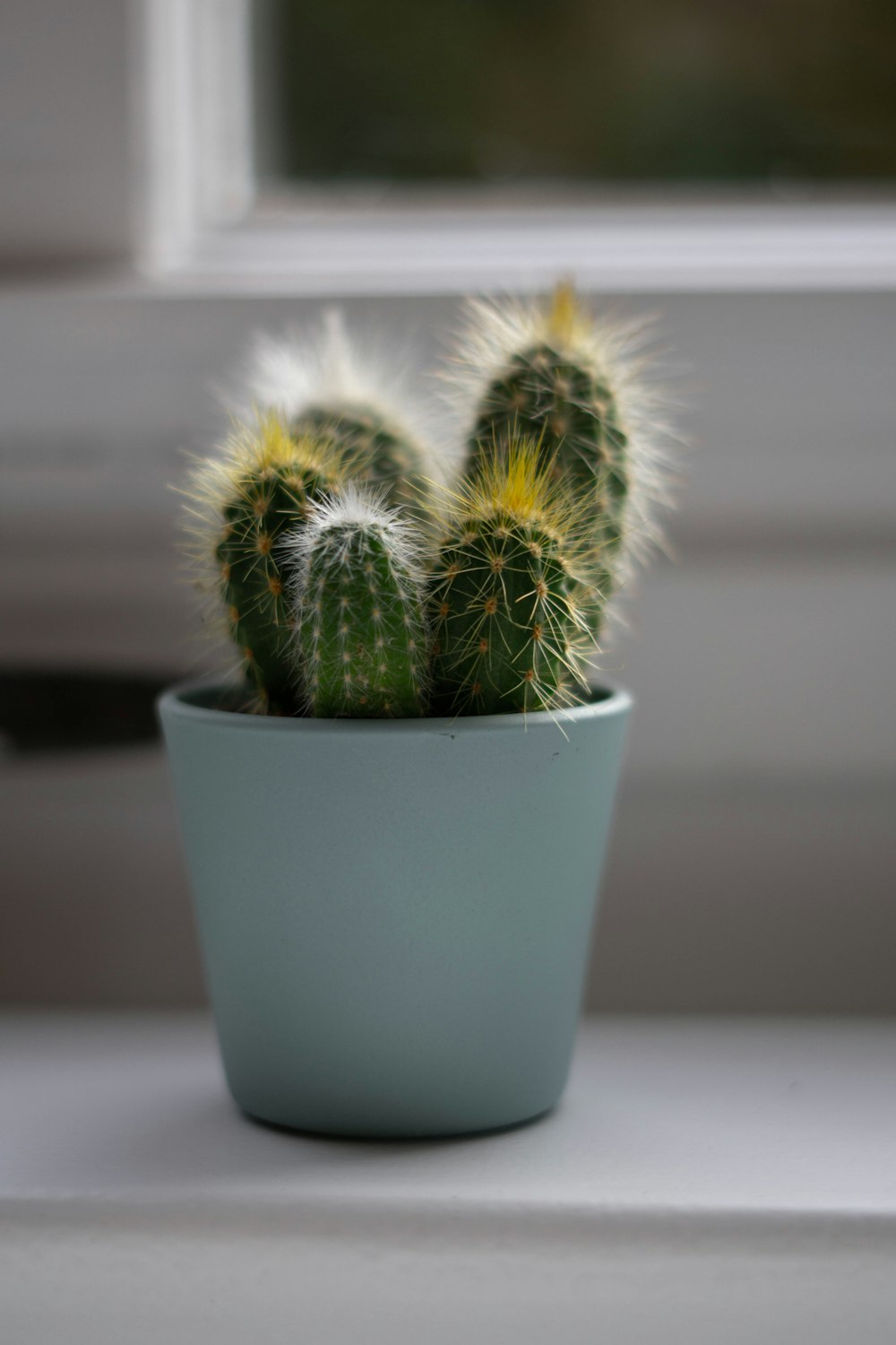 green cactus in blue pot