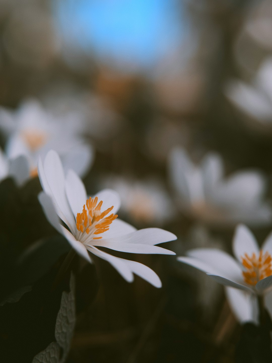 white and yellow flower in tilt shift lens