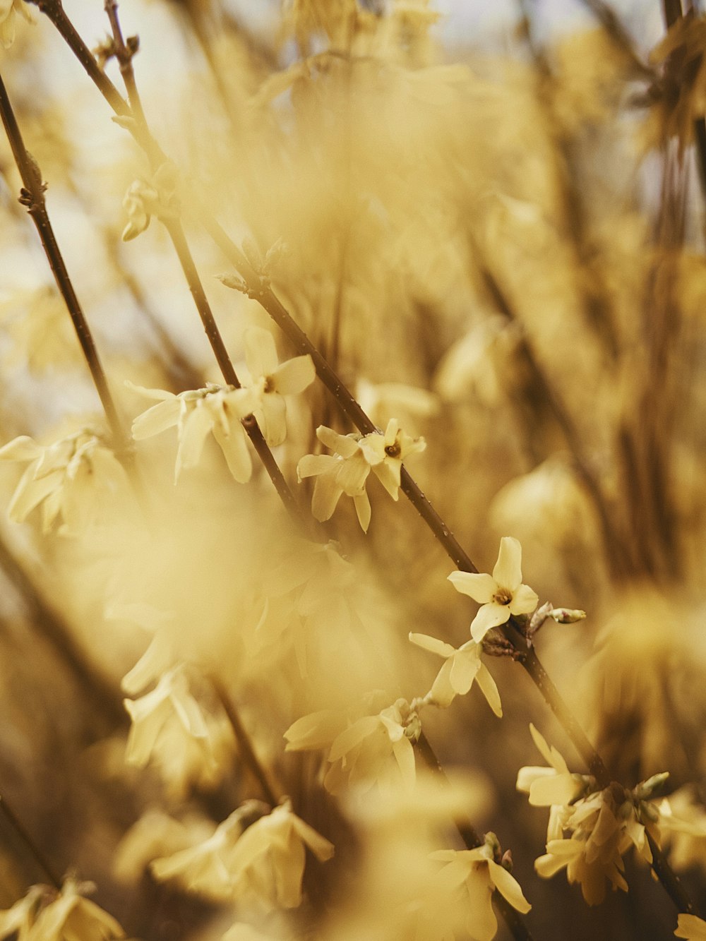 white flower in tilt shift lens