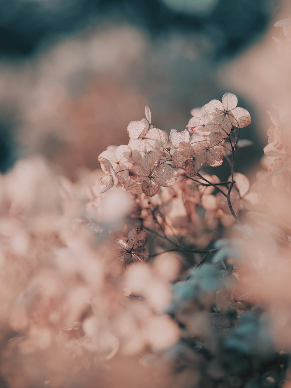 white cherry blossom in close up photography