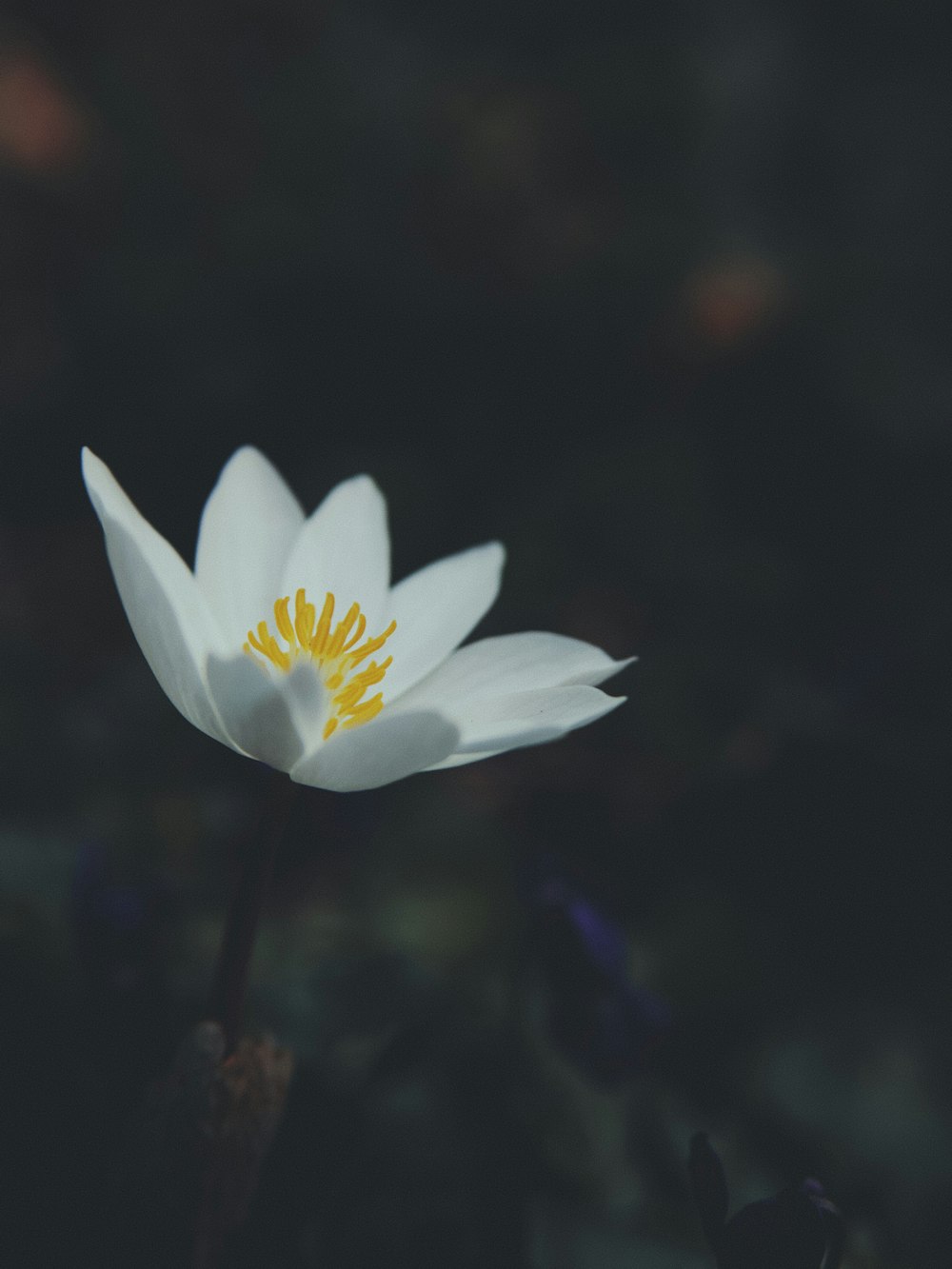 white flower in tilt shift lens