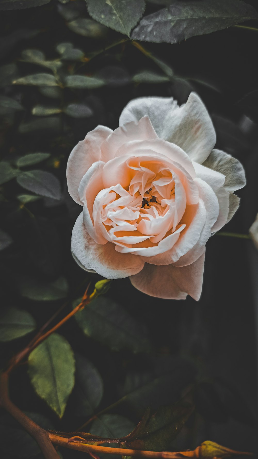 white and pink rose in bloom close up photo