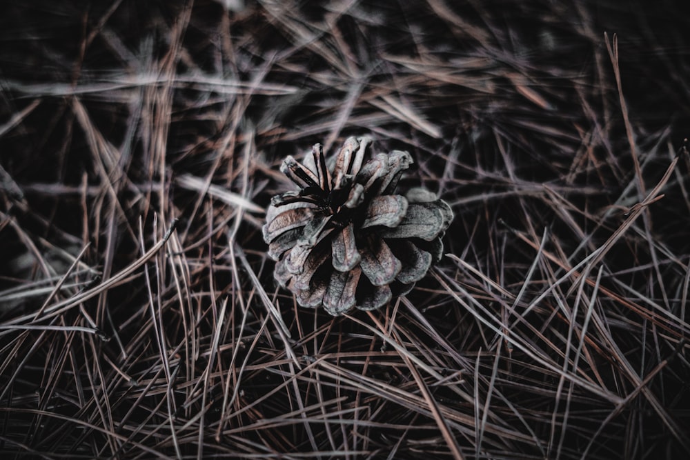 brown and white flower in close up photography