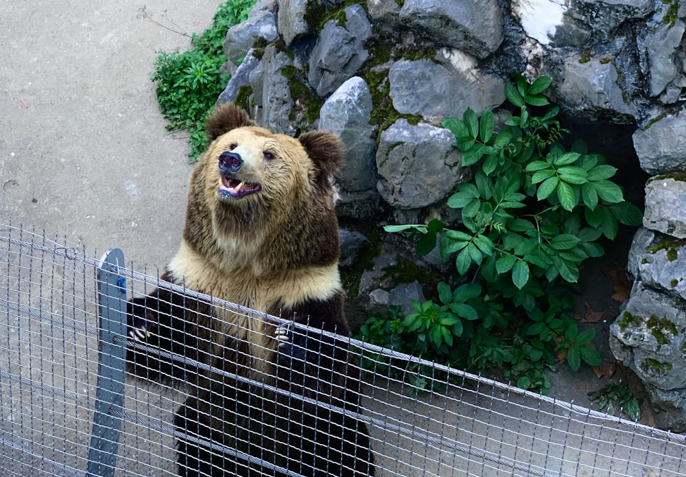 brown bear in black metal cage
