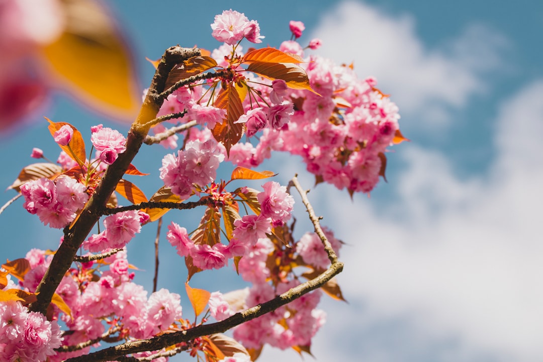 pink and yellow flower under blue sky during daytime