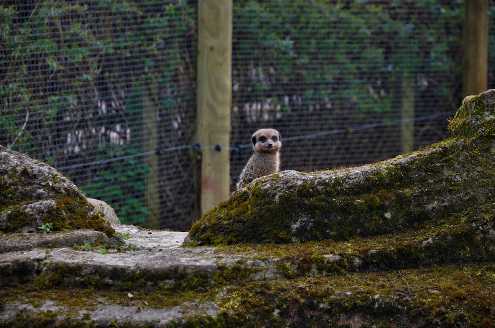 brown and white owl on brown rock