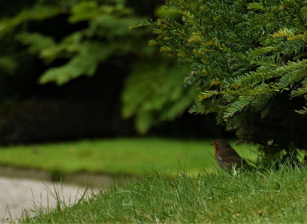 brown bird on green grass during daytime