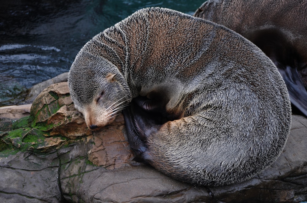 a couple of sea lions laying on top of a rock