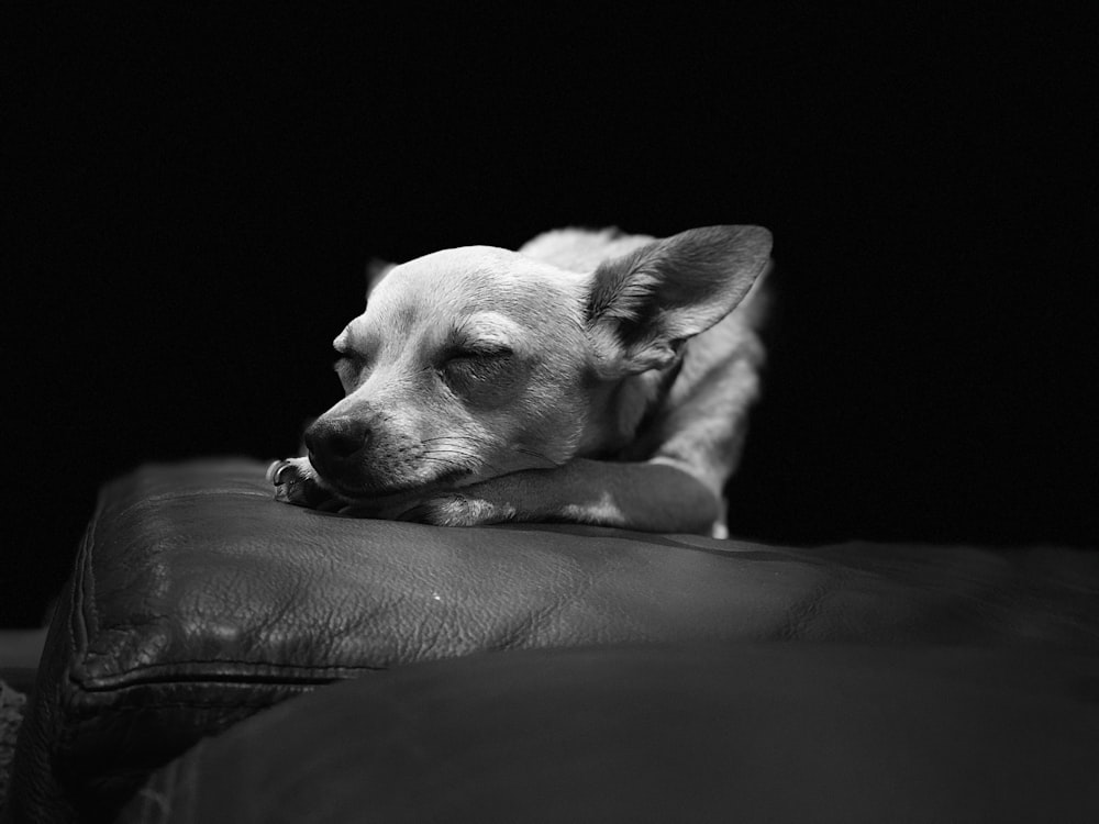 grayscale photo of short coated dog lying on couch