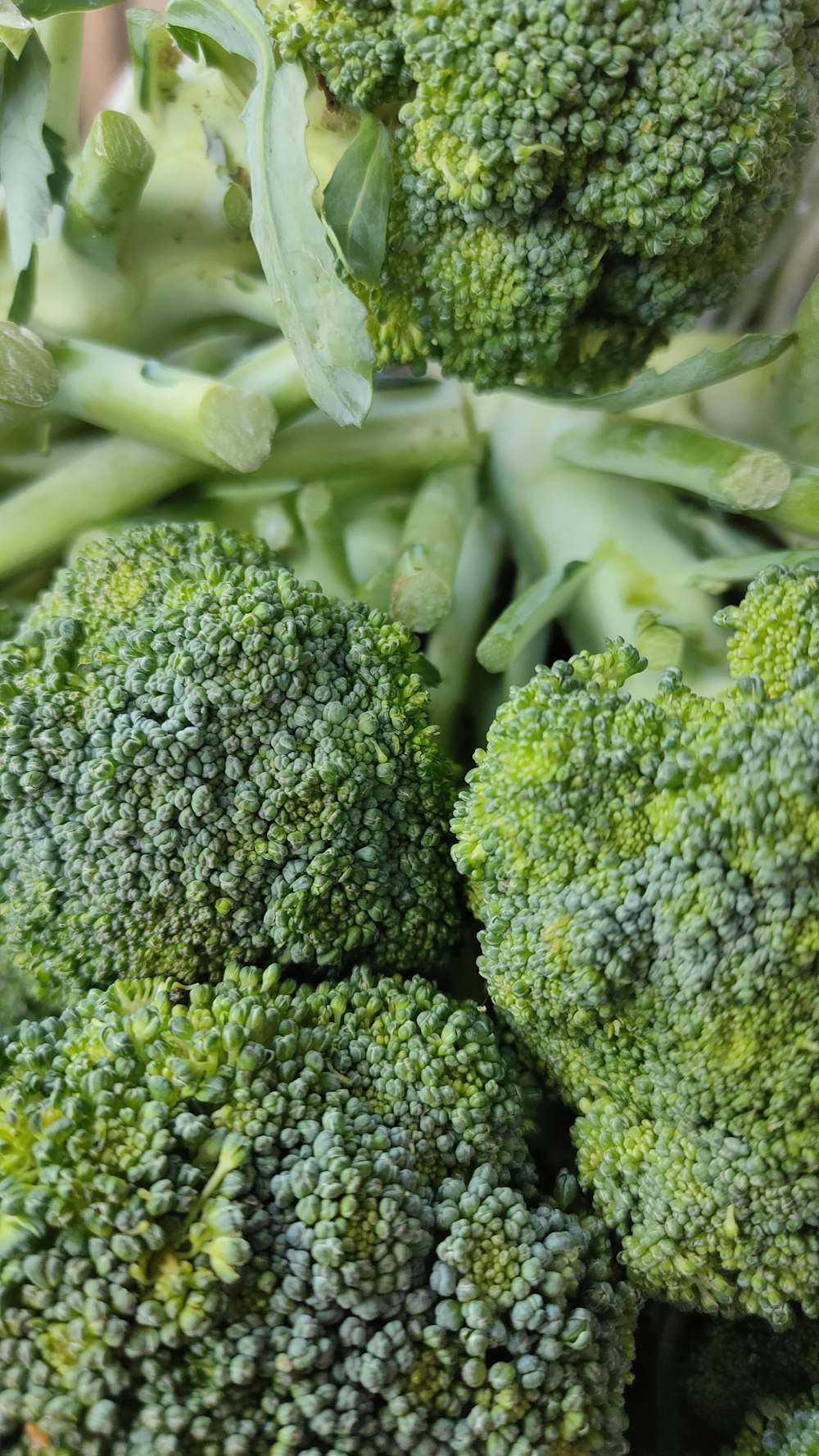 green broccoli in close up photography