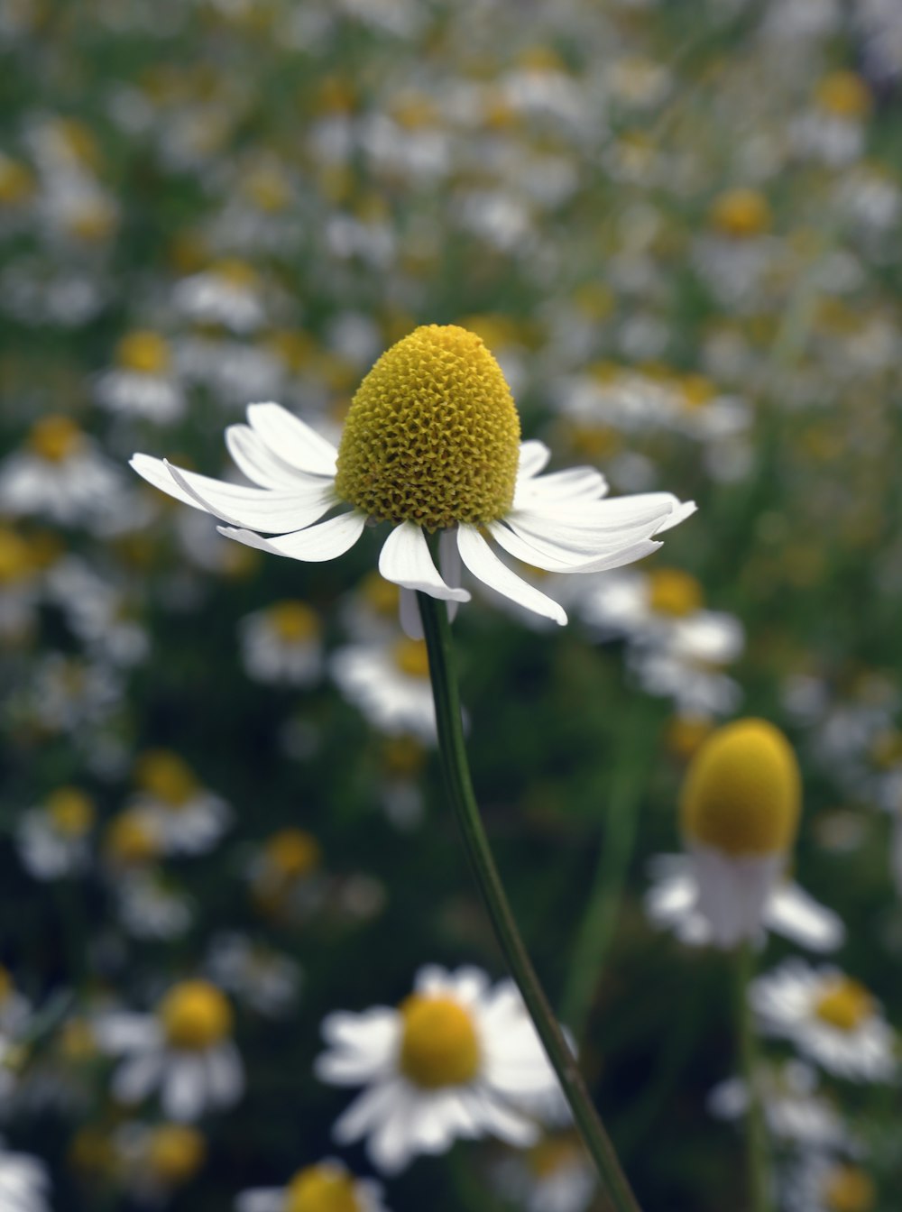 flor branca e amarela na lente tilt shift