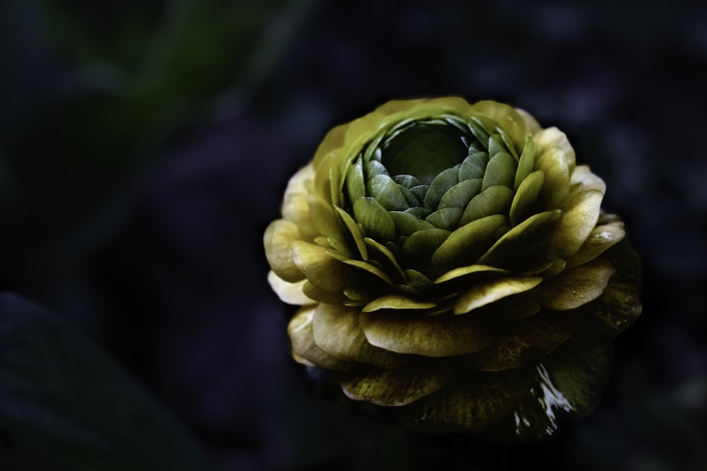 yellow flower in tilt shift lens