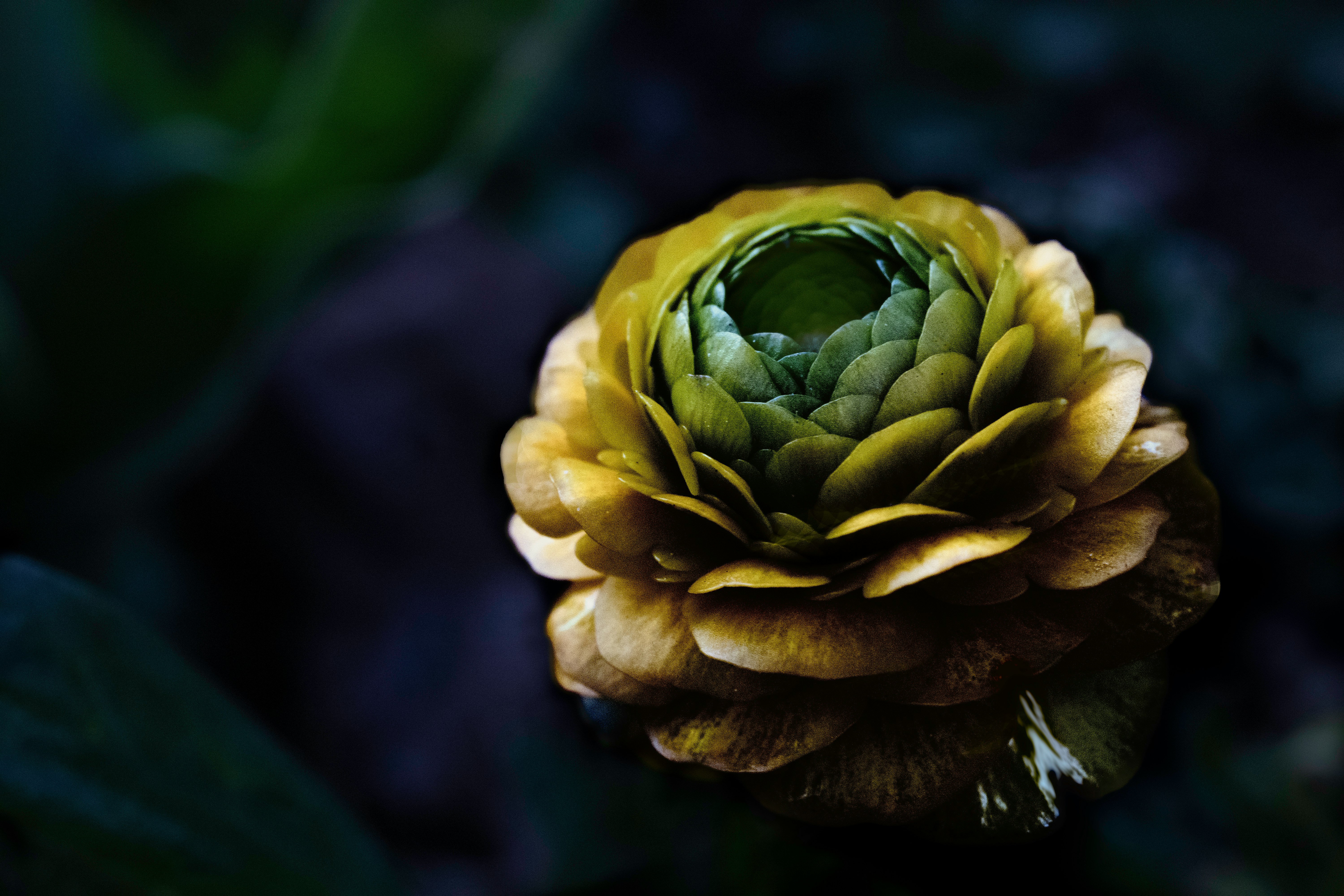 yellow flower in tilt shift lens