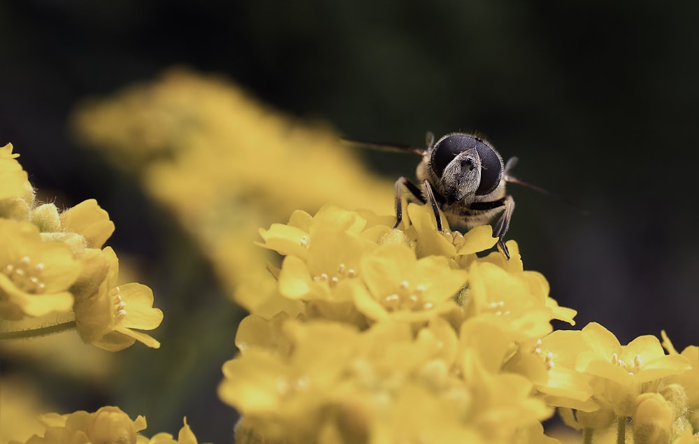 abeja negra y amarilla sobre flor amarilla