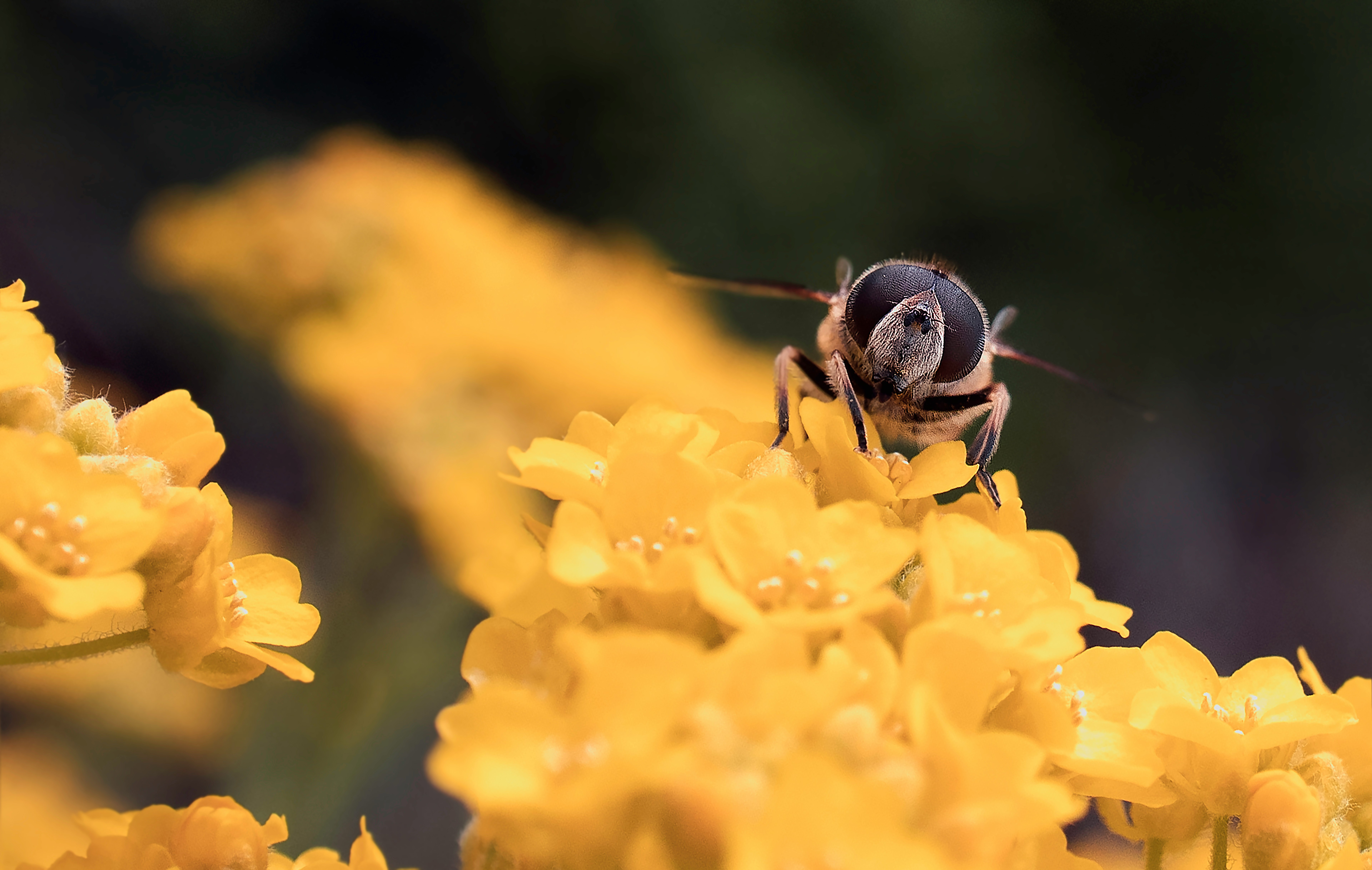 black and yellow bee on yellow flower