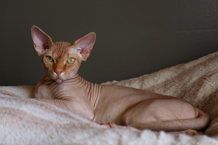 Do You Want a Hairless Cat? 
