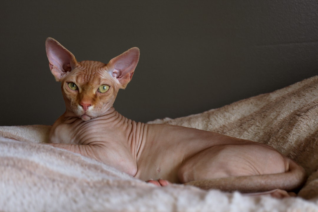 A hairless sphinx portrait
