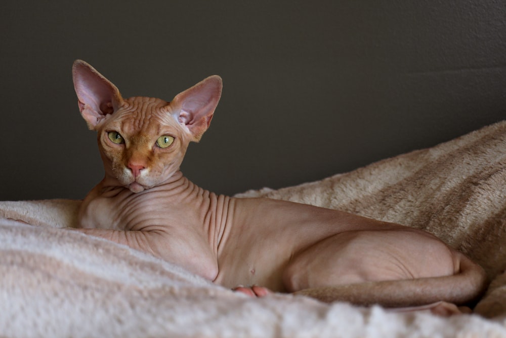 Chat brun couché sur un textile blanc