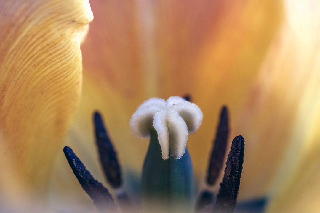 white and yellow flower in macro lens photography