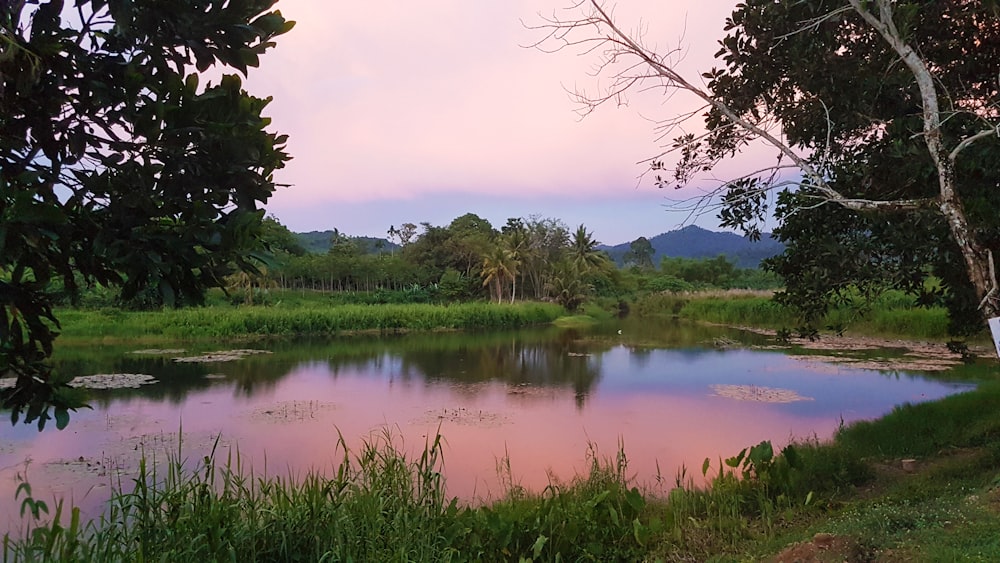 green grass near lake during daytime