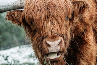 A close-up of a fluffy mini Highland cow with soft sunlight highlighting its reddish-brown fur.