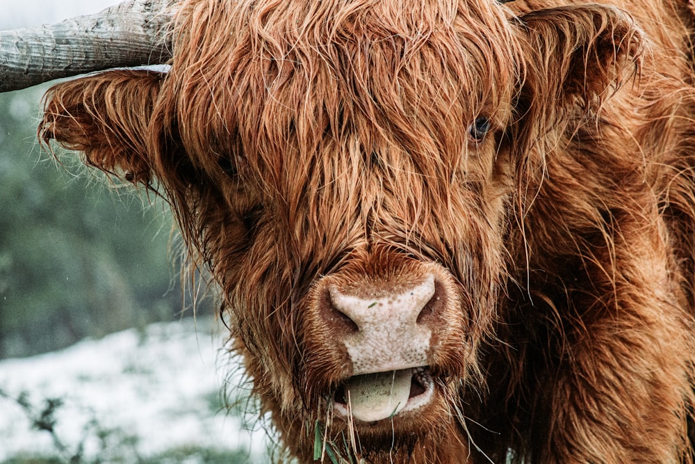 brown cow with white eyes