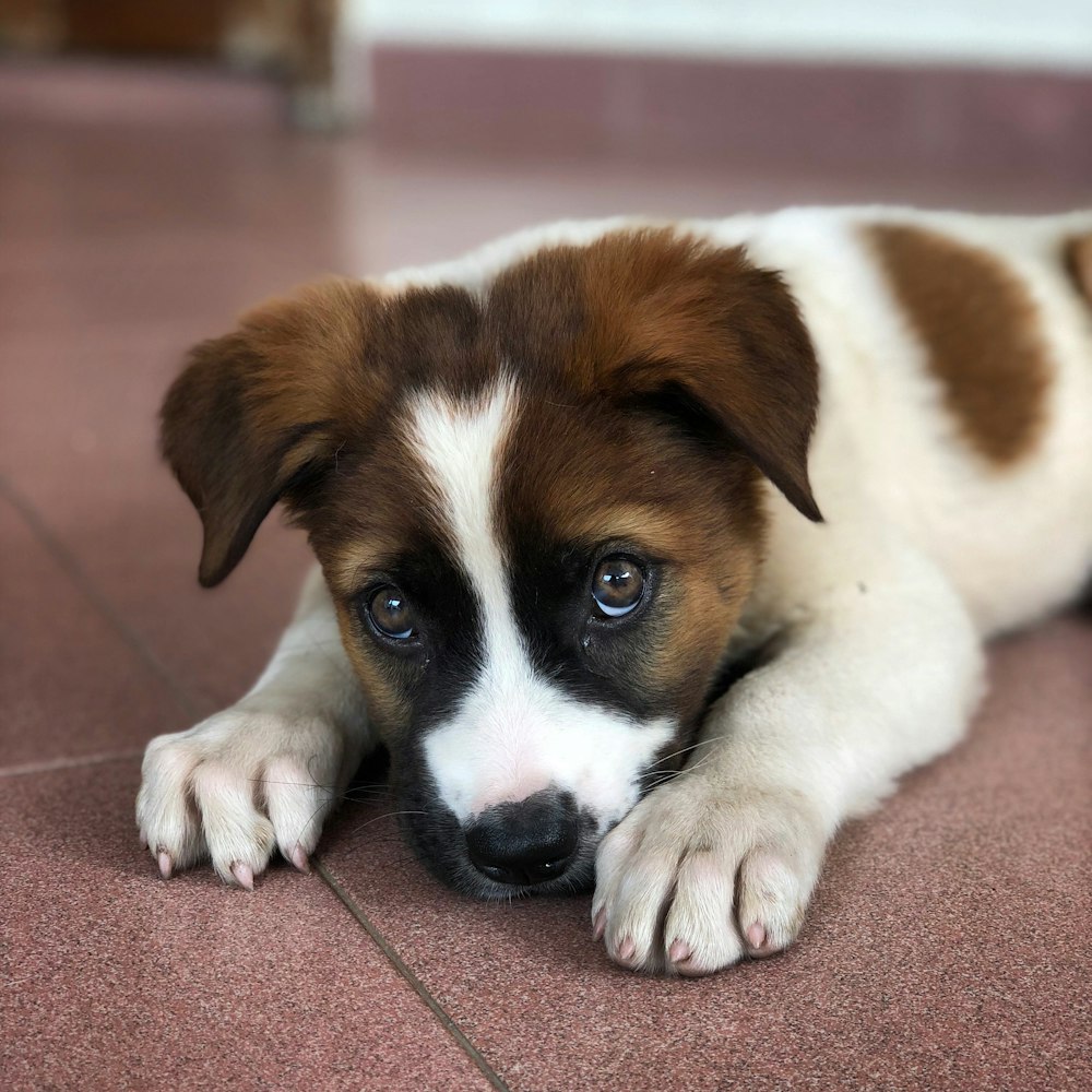 white and brown short coated puppy lying on red carpet