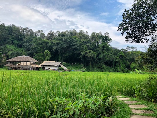 Baan Tong Luang Eco-agricultural Village things to do in Chiang Mai
