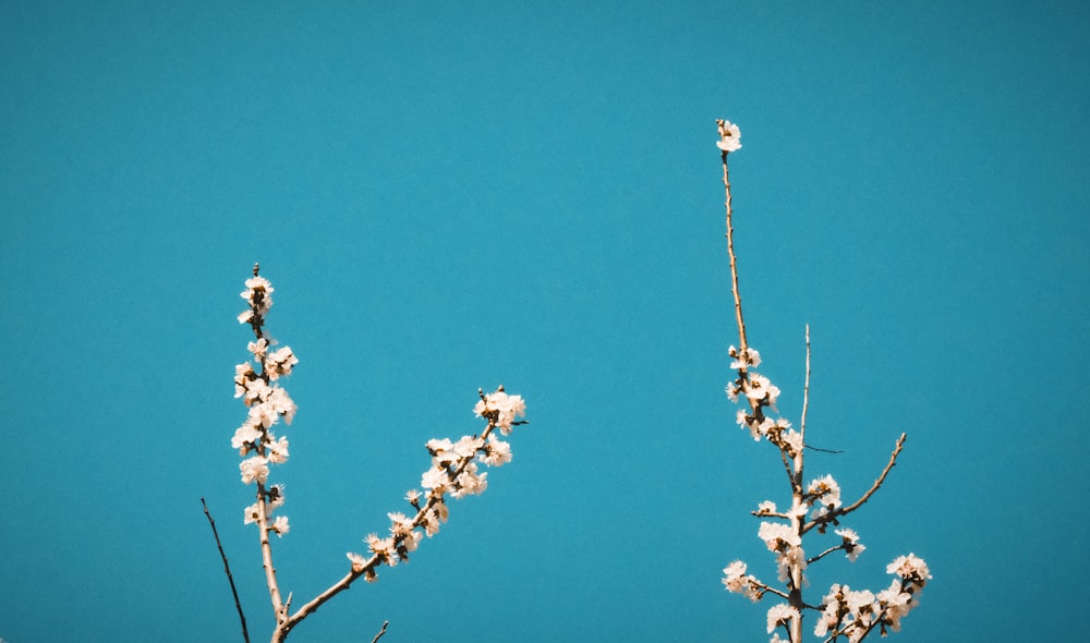 white flowers on brown tree branch under blue sky during daytime