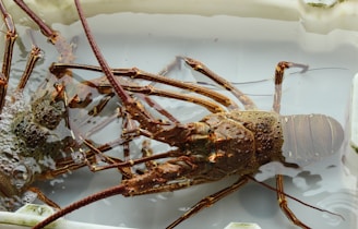 Two lobsters with spiny exoskeletons and long antennae are shown submerged in water, inside a white container.
