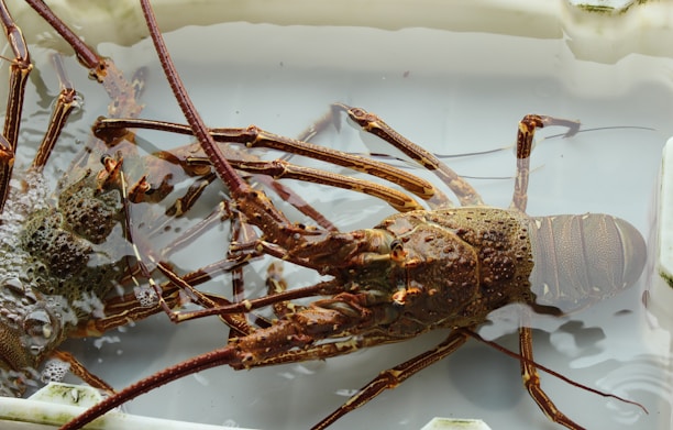 Two lobsters with spiny exoskeletons and long antennae are shown submerged in water, inside a white container.