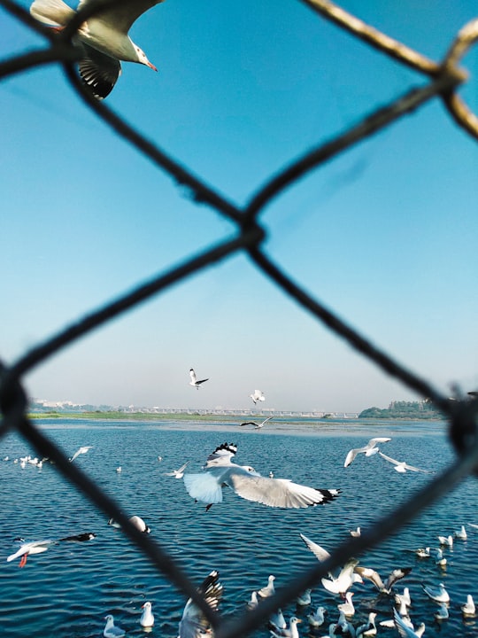 white bird on black metal fence during daytime in Surat India