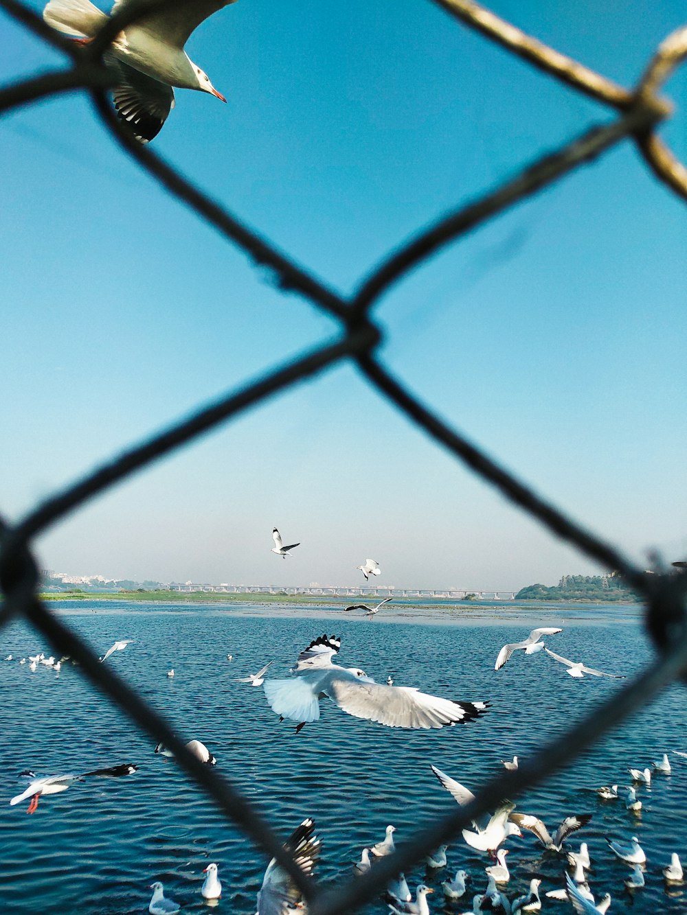 white bird on black metal fence during daytime