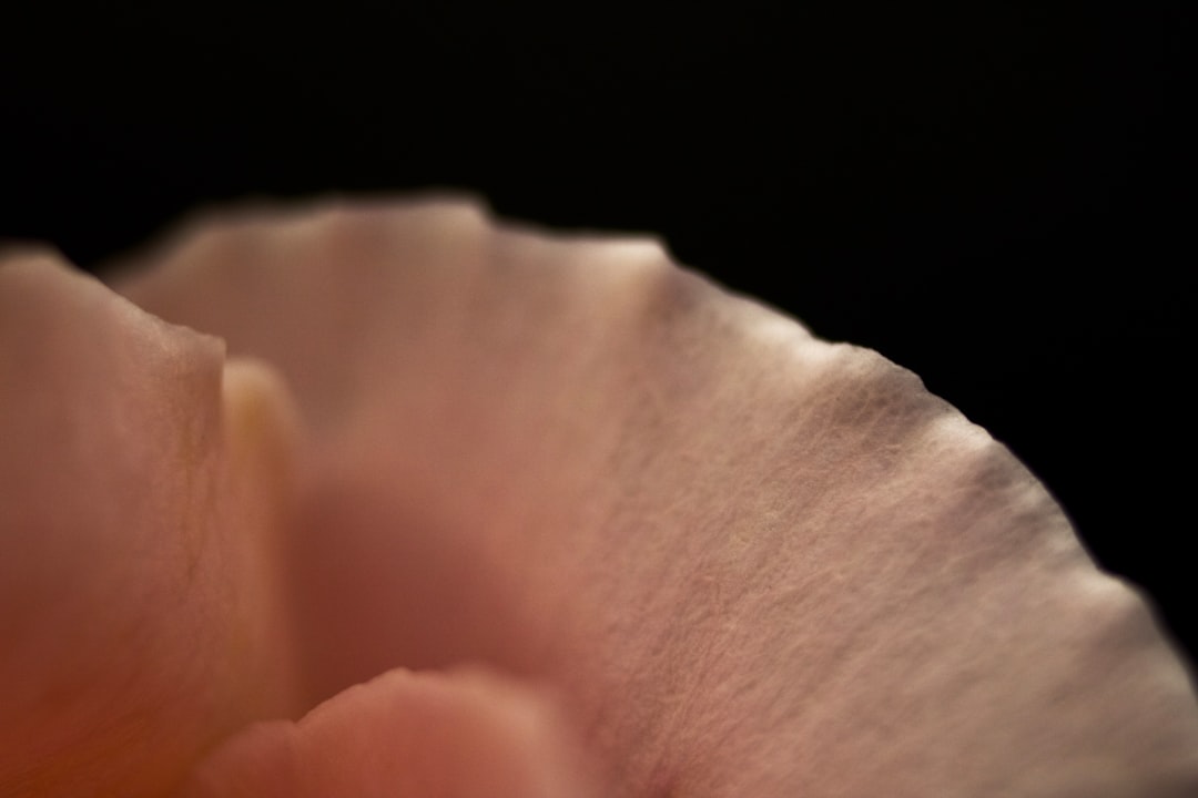 pink rose in bloom close up photo