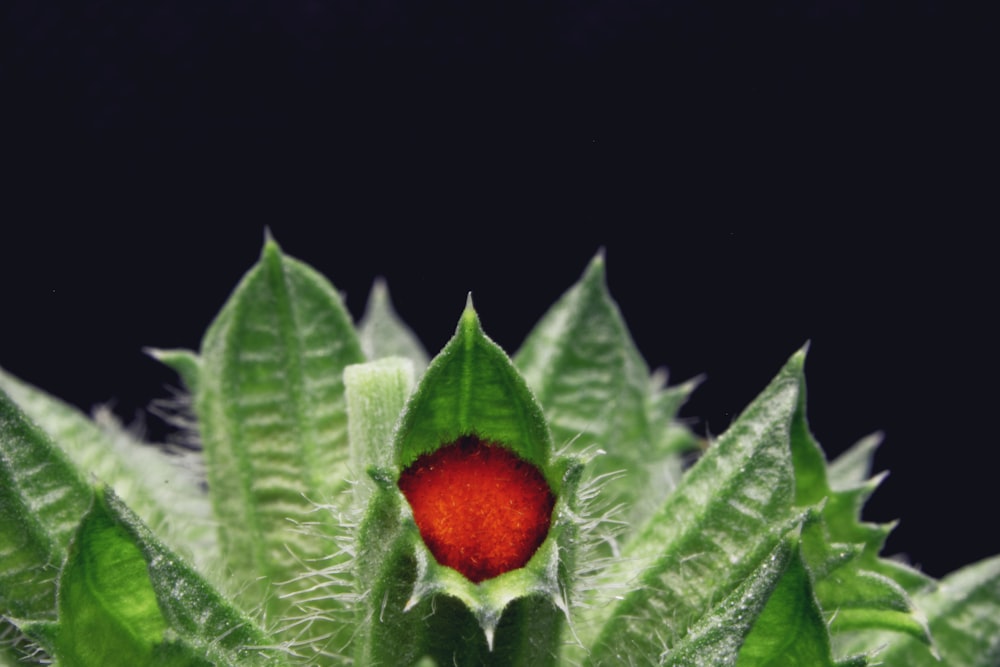 red flower bud in close up photography