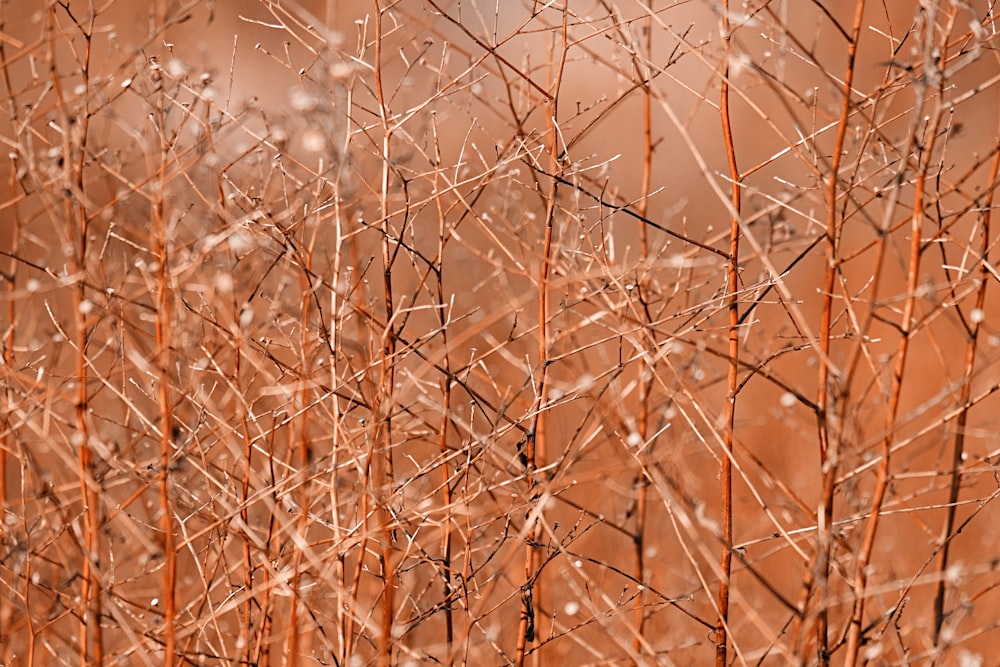 brown grass in close up photography