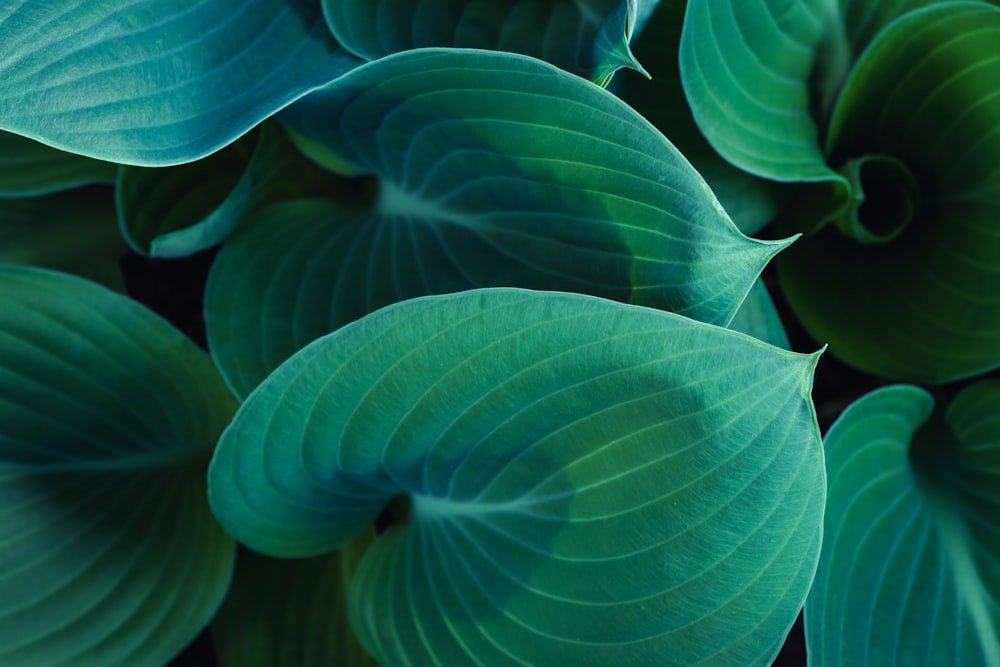 green leaves in close up photography